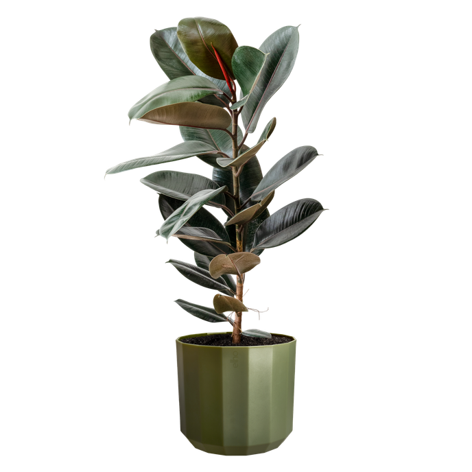 facet round 14cm forest green